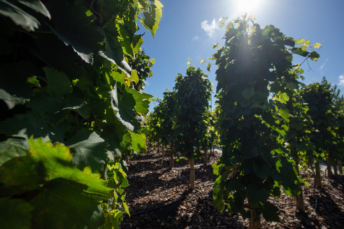 Experiencias en Estancia Vigil 4